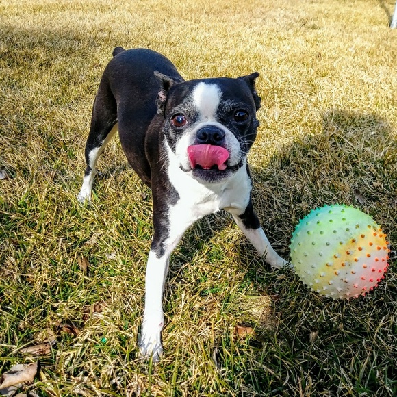 Meet your Posher, Gypsy - Picture 1 of 1